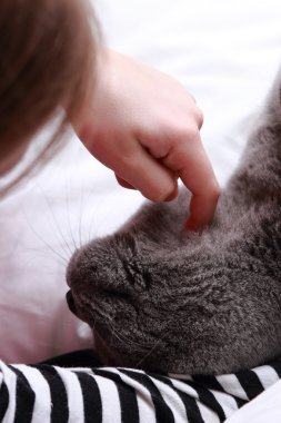 kedi ve el