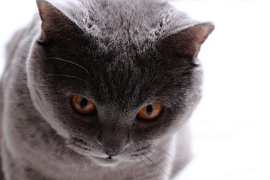 Oyuncu fleffy büyüleyici kısa saç gri İngiliz kedisi