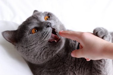 Kabarık kedi ile Çocuk el plaiynd