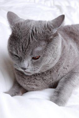 Şirin kısa saç gri İngiliz kedi