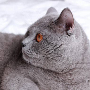 oyun oynayan kedi