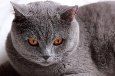 Şirin kedi.