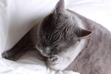 Şirin kısa saç gri İngiliz kedi