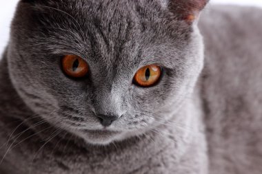 oyun oynayan kedi