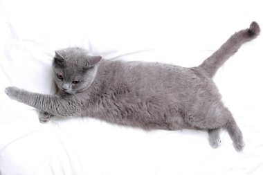 Kabarık İngiliz kedi