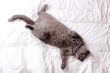 Şirin kedi.