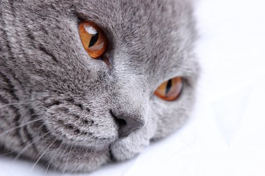 Yakışıklı güzel kabarık yerli kedi