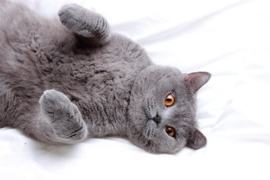 Yakışıklı güzel kabarık yerli kedi