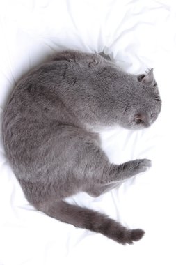 Kabarık İngiliz kedi