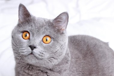 Yakışıklı güzel kabarık yerli kedi