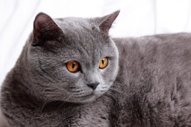 kedi portre