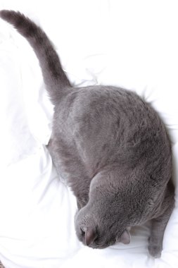 Yakışıklı güzel kabarık yerli kedi