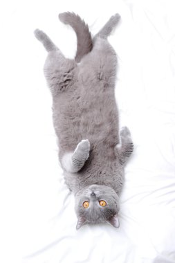 Yakışıklı güzel kabarık yerli kedi