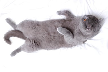 Yakışıklı güzel kabarık yerli kedi