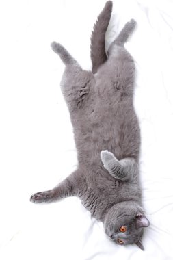 Yakışıklı güzel kabarık yerli kedi