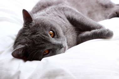 Yakışıklı güzel kabarık yerli kedi