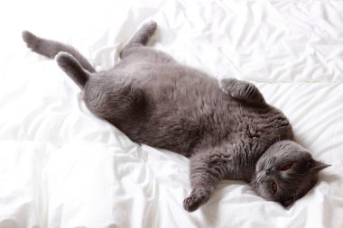 Yakışıklı güzel kabarık yerli kedi