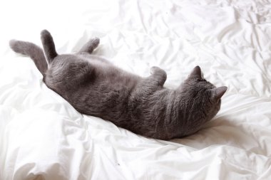 Yakışıklı güzel kabarık yerli kedi