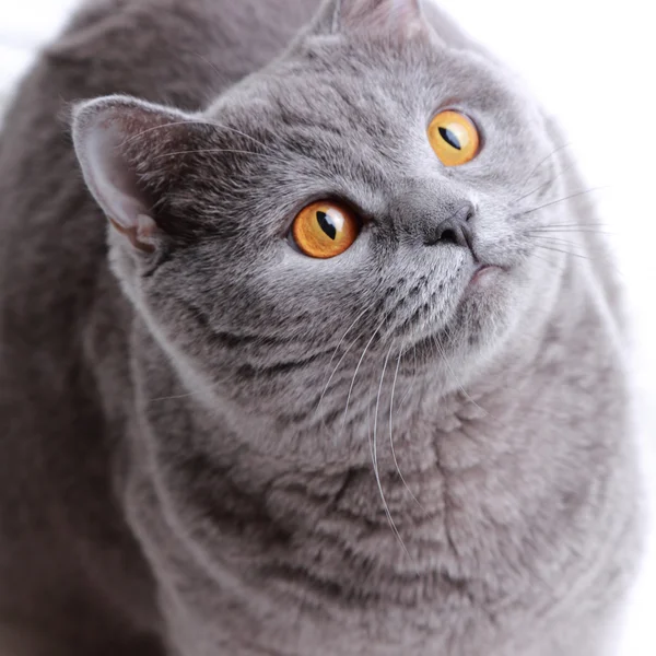 Adorable cat — Stock Photo, Image