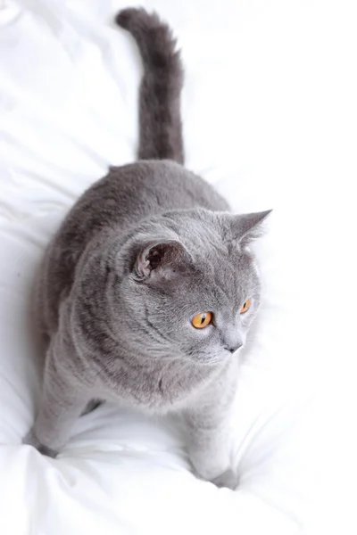 Schattig kat — Stockfoto