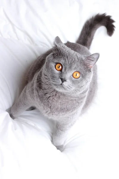 Adorable cat — Stock Photo, Image