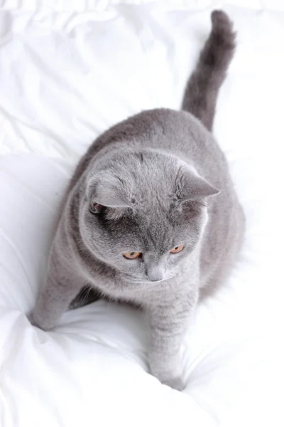 Adorable cat — Stock Photo, Image