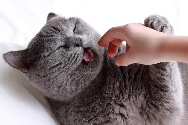 猫和手 — 图库照片