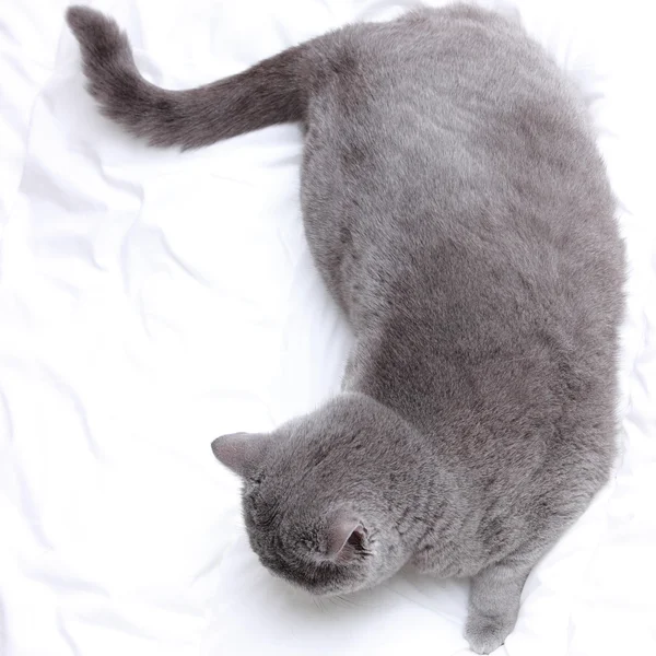 Lindo Pelo Corto Gris Gato Británico — Foto de Stock
