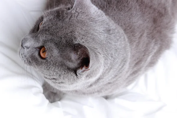 Schattig Kort Haar Grijze Britse Kat — Stockfoto