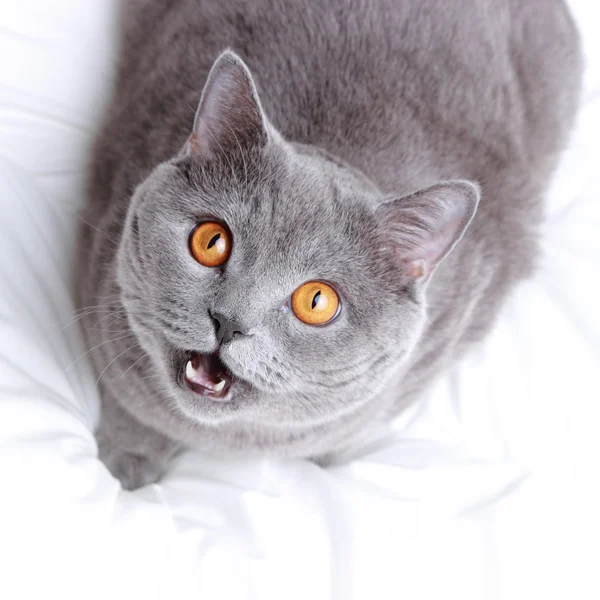 Bonito Cabelo Curto Cinza Gato Britânico — Fotografia de Stock