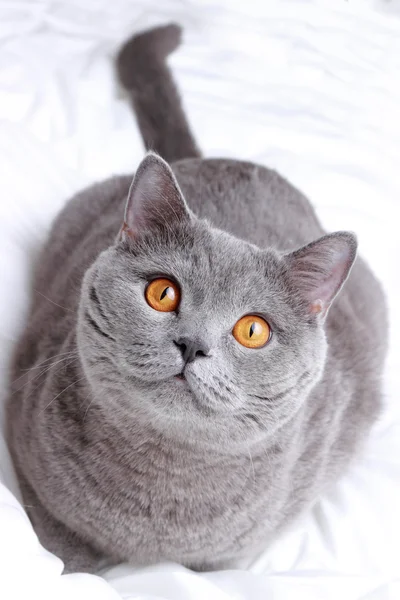 Rozkošná kočka — Stock fotografie