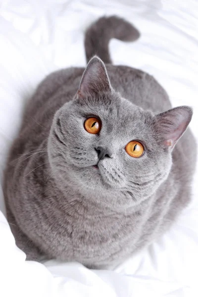 Cute Short Hair Gray British Cat — Stock Photo, Image