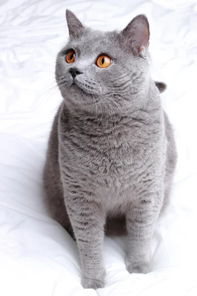 Carino gatto — Foto Stock