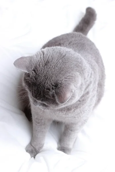Gato adorável — Fotografia de Stock