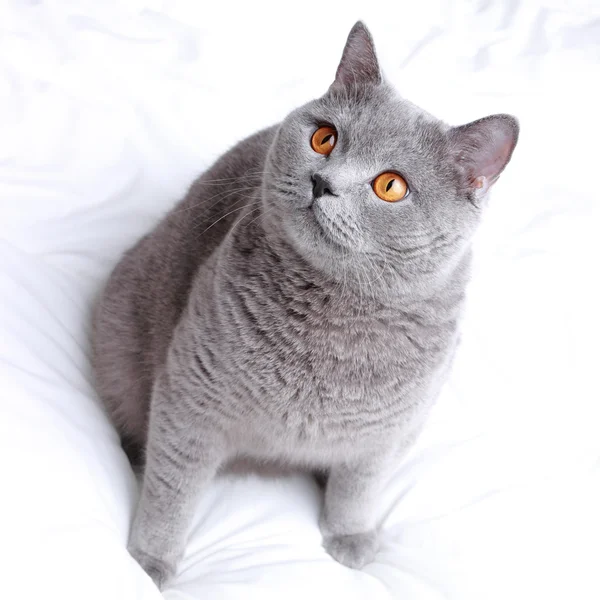 Cute Short Hair Gray British Cat — Stock Photo, Image