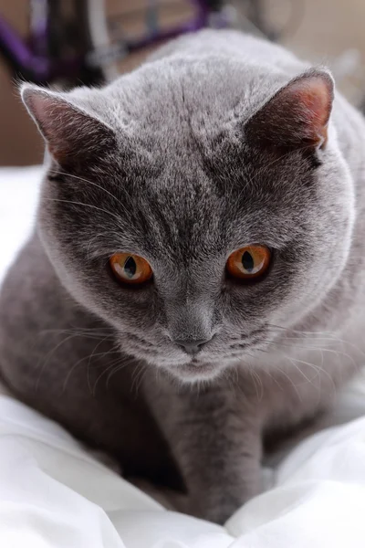 Ładny kot — Zdjęcie stockowe