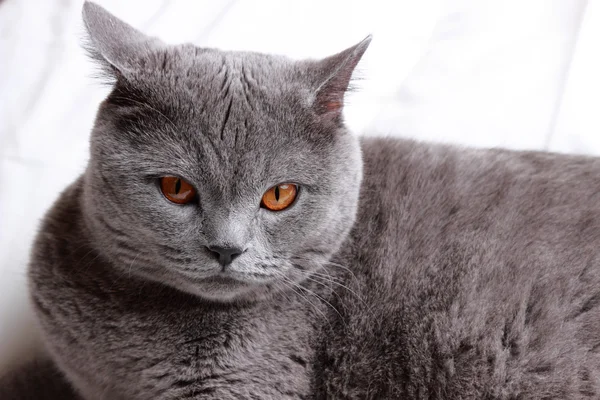 Gato adorável — Fotografia de Stock