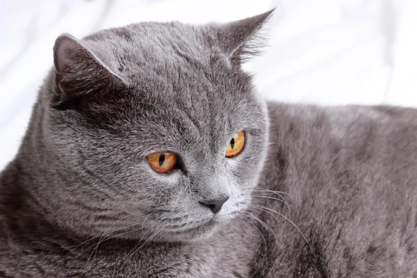 Cute Short Hair Gray British Cat — Stock Photo, Image