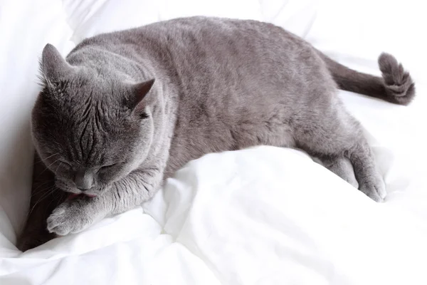 Cute Short Hair Gray British Cat — Stock Photo, Image