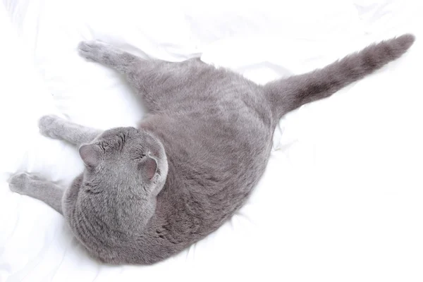 Симпатичная Коротковолосая Британская Кошка — стоковое фото
