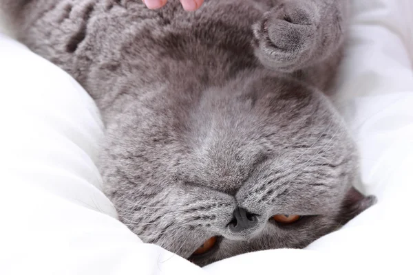 Kid Hand Plaiynd Fluffy Cat — Stock Photo, Image