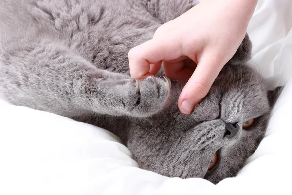 Kočka a rukou — Stock fotografie