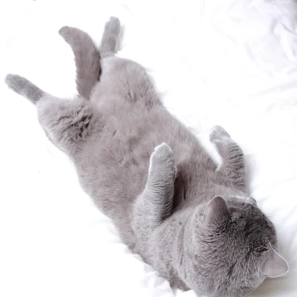 Cute cat — Stock Photo, Image
