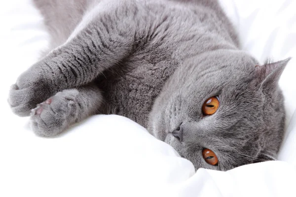 Lindo gato — Foto de Stock