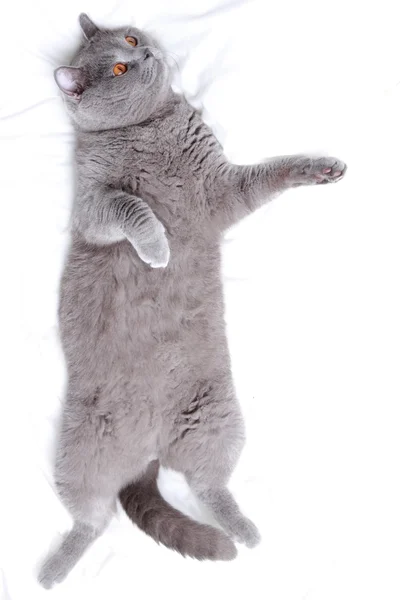 Симпатичный Британский Короткошерстный Кот — стоковое фото