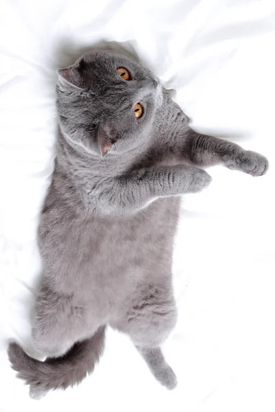 Verspielte Katze — Stockfoto