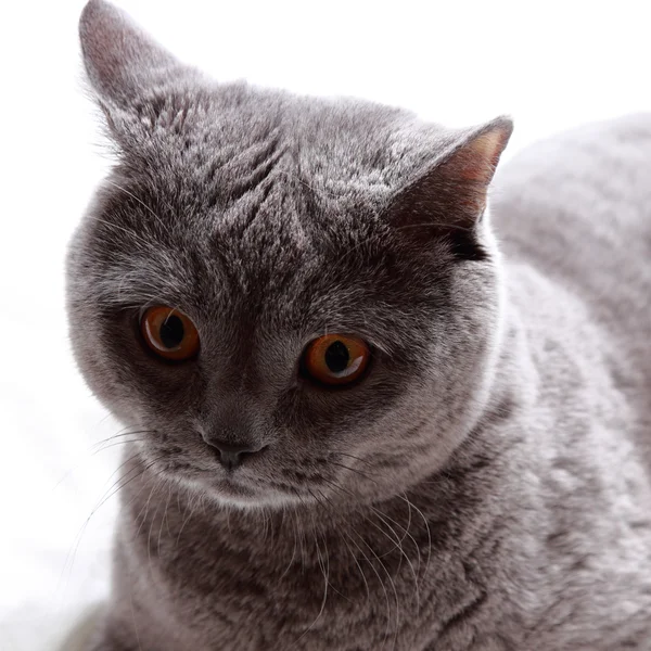 Schattig Britse Kort Haar Kat — Stockfoto