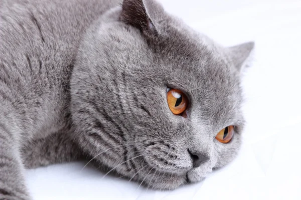 Handsome Lovely Fluffy Domestic Cat — Stock Photo, Image