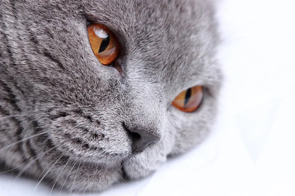 Handsome Lovely Fluffy Domestic Cat — Stock Photo, Image