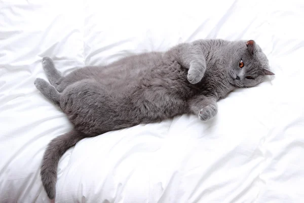 ふわふわイギリス猫 — ストック写真